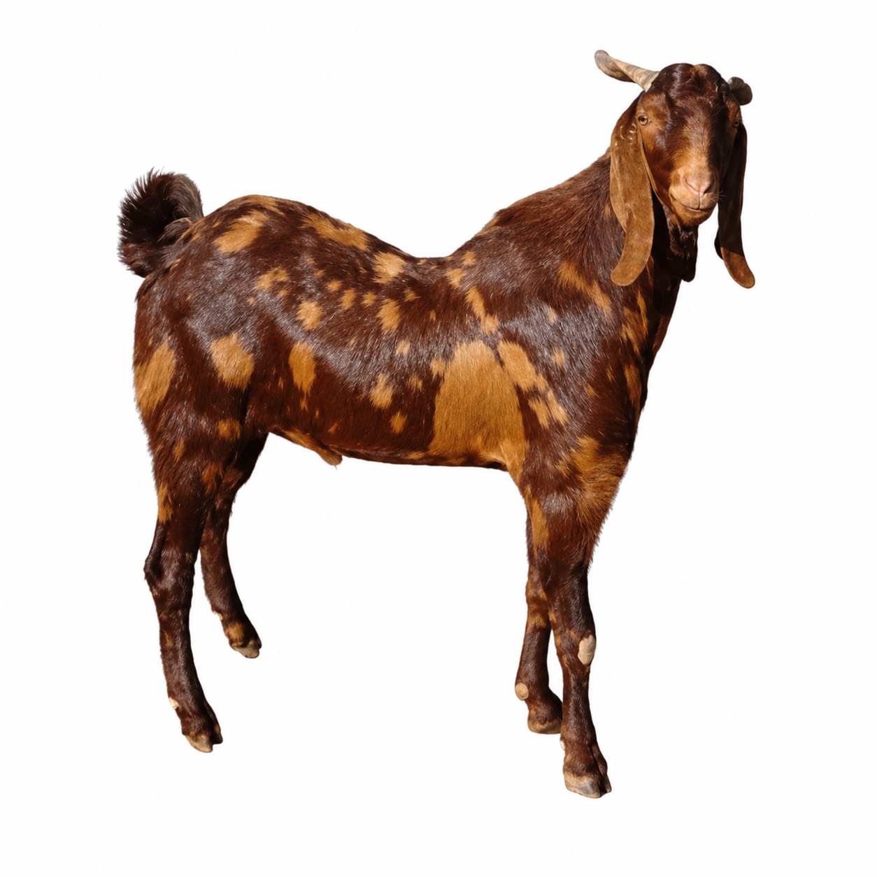 Goat Farming
